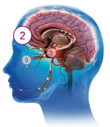 Image of human brain with number 2 indicator circle