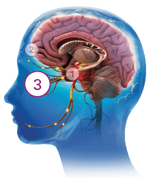 Image of human brain with number 3 indicator circle